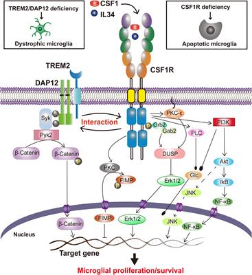 Insights Into the Role of CSF1R in the Central Nervous System and Neurological Disorders